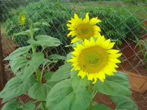 photo sunflower